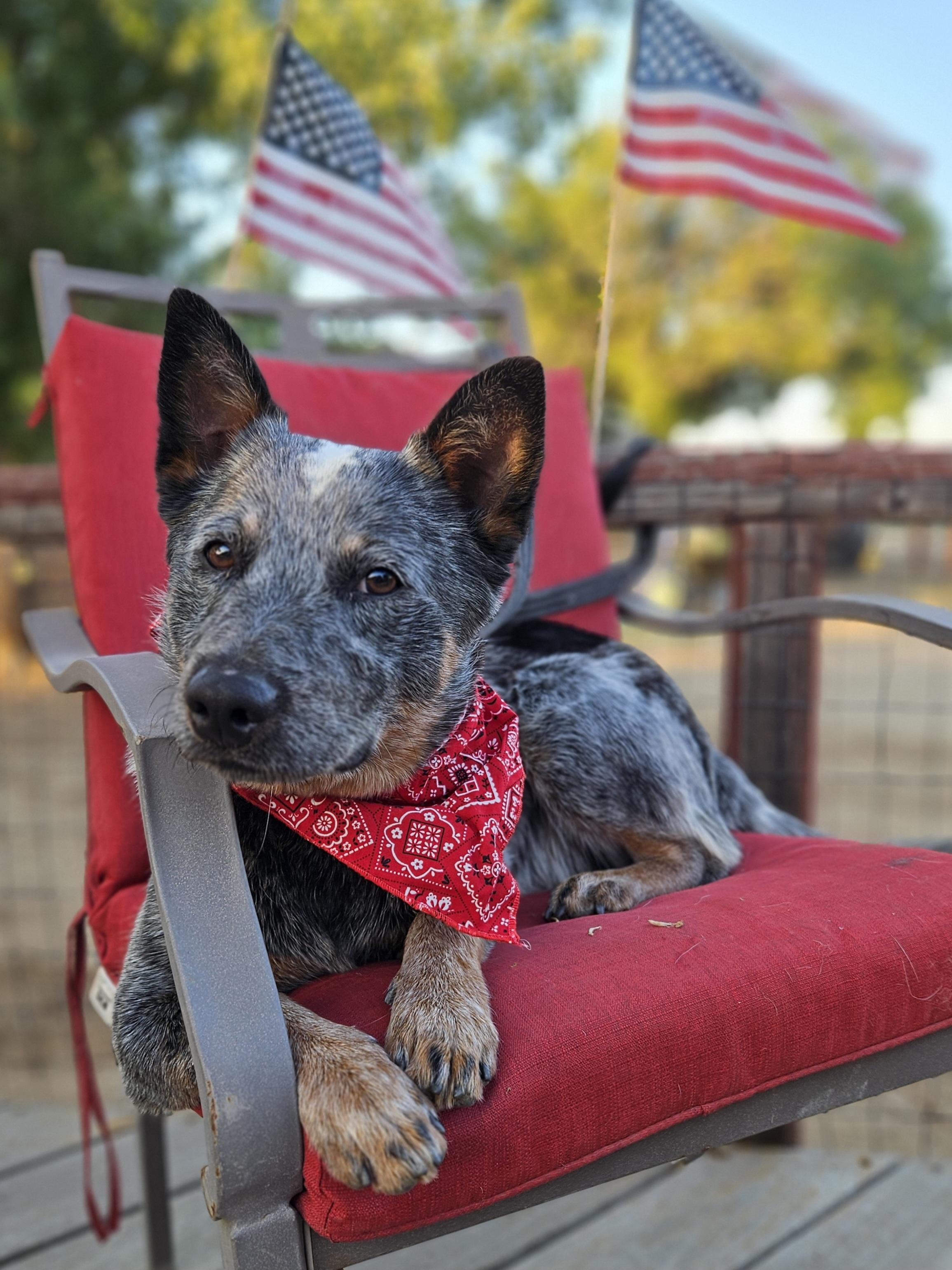 Enlarge Boone, a Adopted Australian Cattle Dog / Blue Heeler in Temecula, CA image 3/6