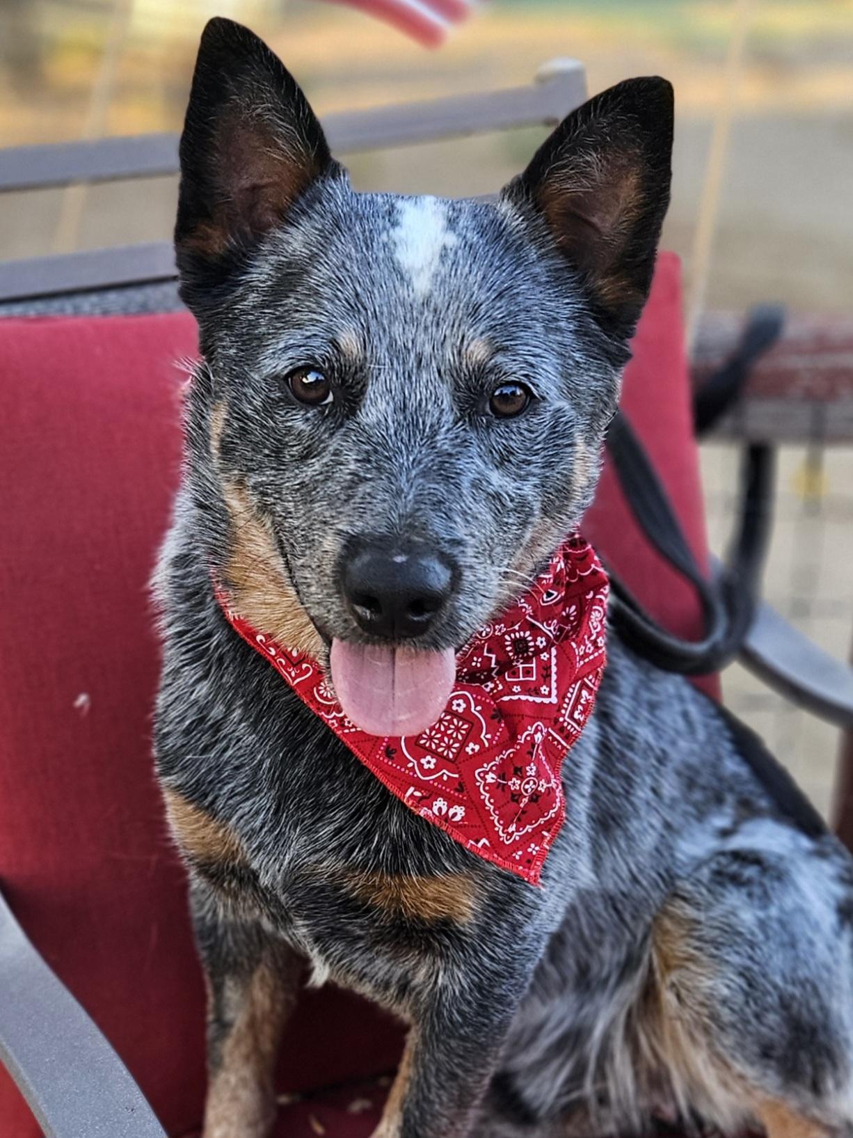 Enlarge Boone, a Adopted Australian Cattle Dog / Blue Heeler in Temecula, CA image 1/6