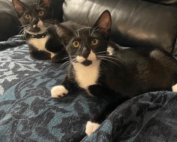 Enlarge Jazzy & Jack, a ADOPTABLE Domestic Short Hair in Sherman Oaks, CA image 2/5