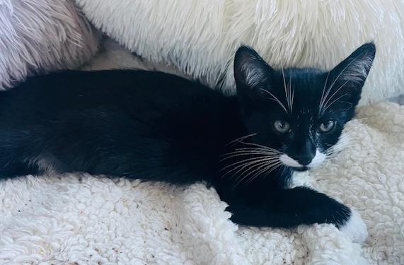 Enlarge Jazzy & Jack, a ADOPTABLE Domestic Short Hair in Sherman Oaks, CA image 4/5