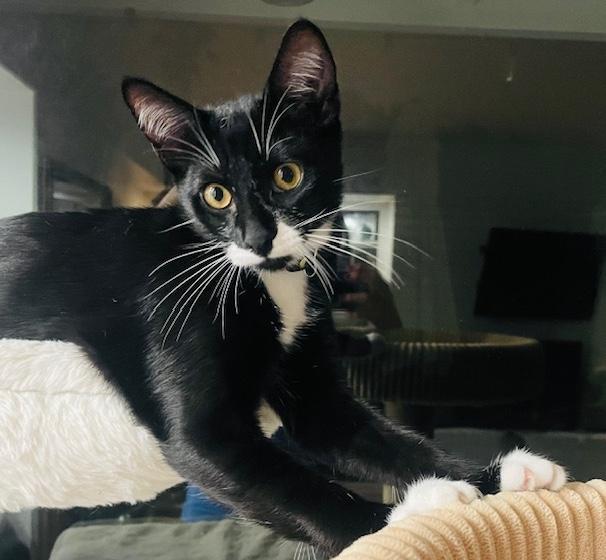 Enlarge Jazzy & Jack, a ADOPTABLE Domestic Short Hair in Sherman Oaks, CA image 5/5