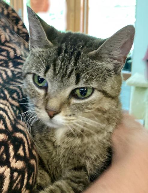 Kelsey is a lap cat, a ADOPTABLE Domestic Short Hair in Durham, CT image 2/2