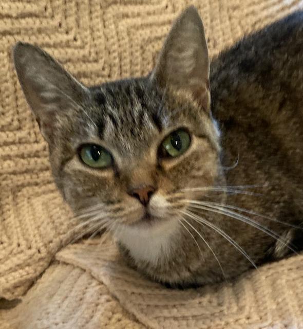 Kelsey is a lap cat, a ADOPTABLE Domestic Short Hair in Durham, CT image 1/2