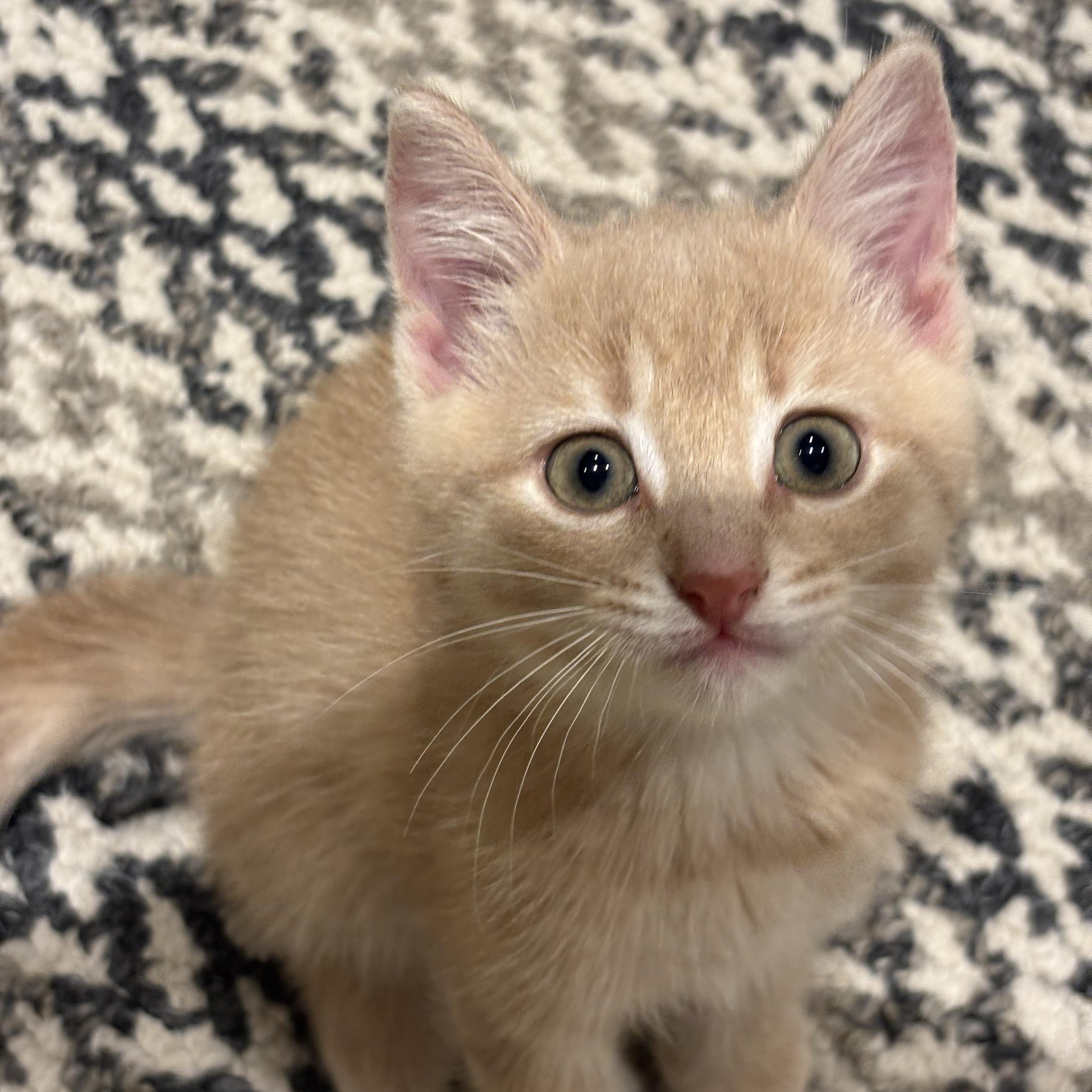 Enlarge Fred, a Adopted Domestic Short Hair in Everett, ON image 2/4