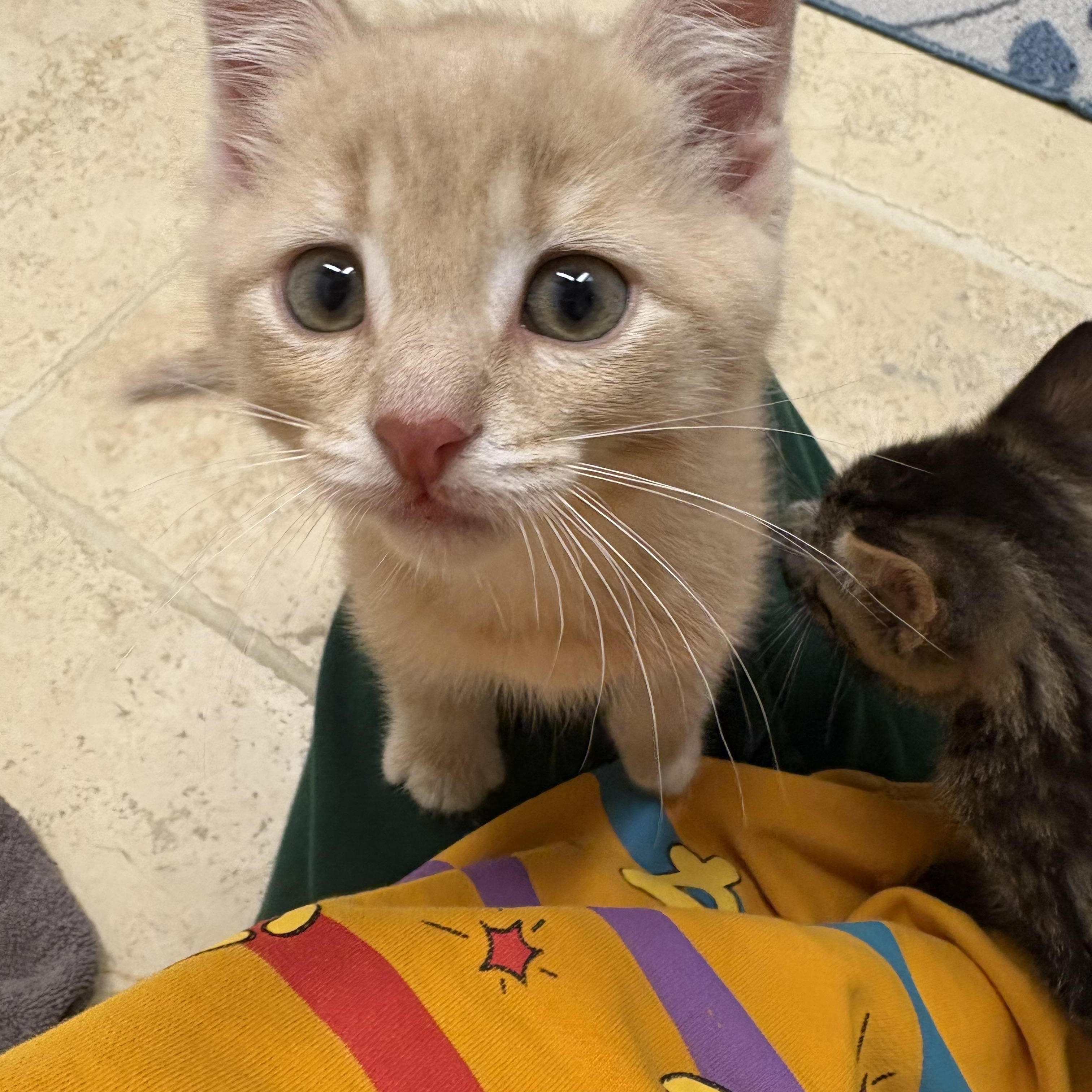 Enlarge Fred, a Adopted Domestic Short Hair in Everett, ON image 3/4