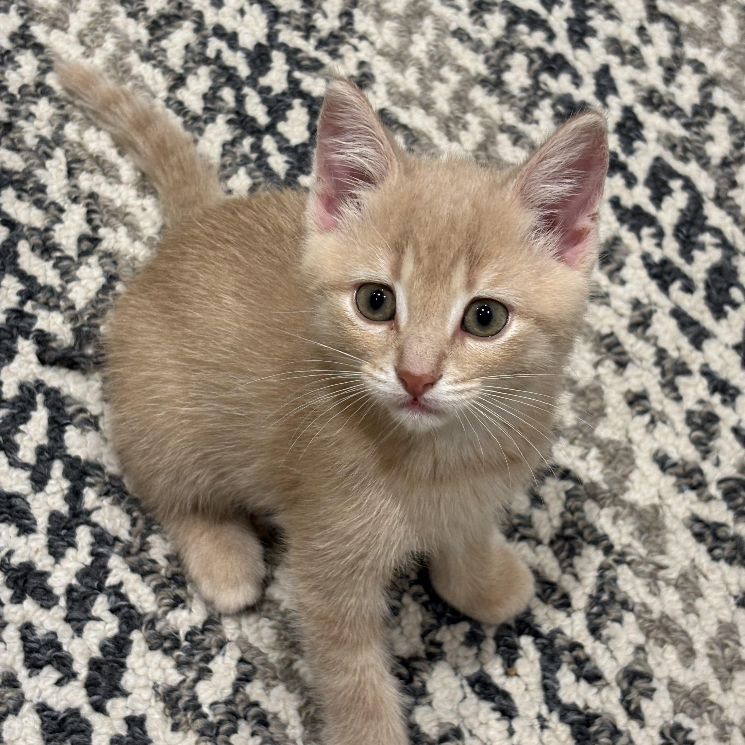 Enlarge Fred, a Adopted Domestic Short Hair in Everett, ON image 1/4