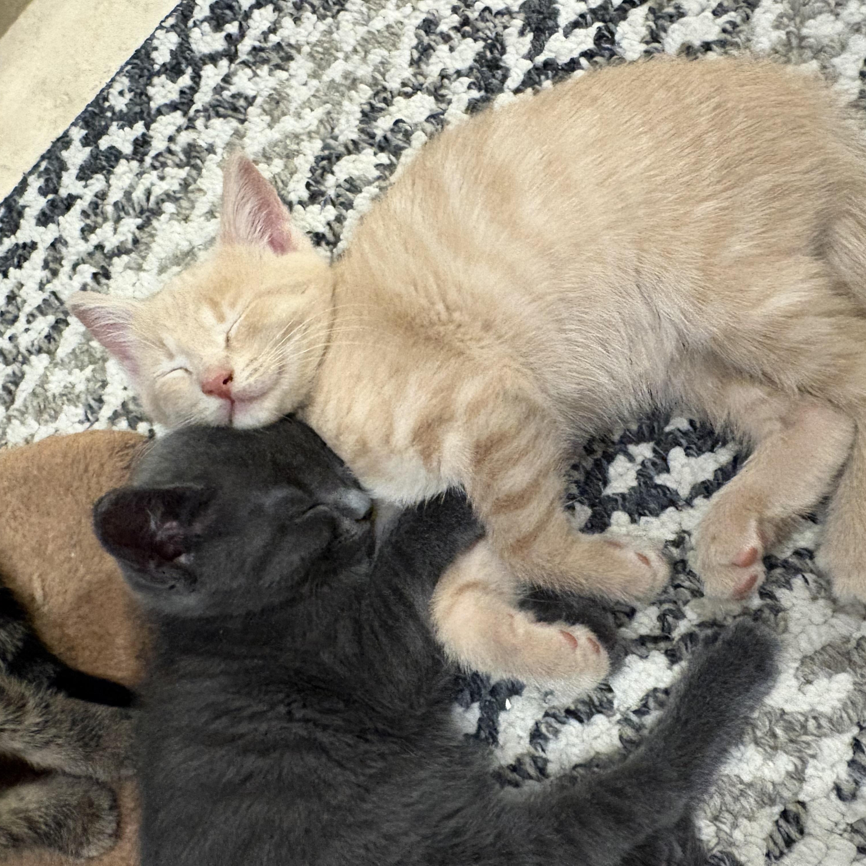 Enlarge Fred, a Adopted Domestic Short Hair in Everett, ON image 4/4