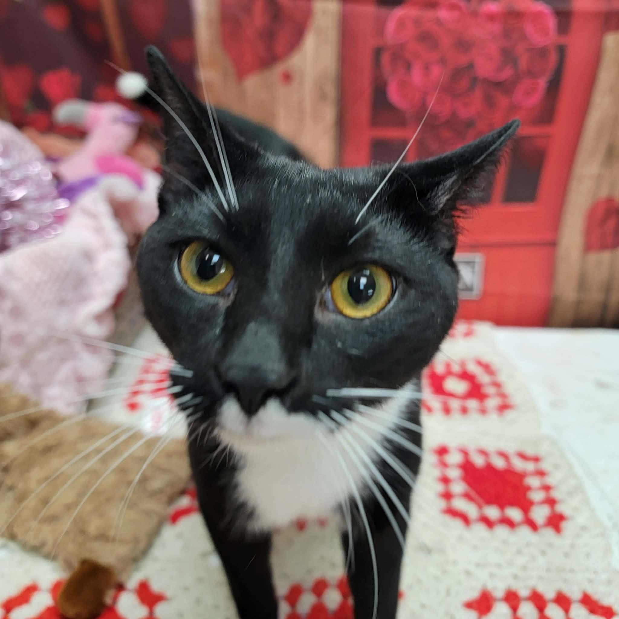 Marshmallow, a ADOPTABLE Domestic Short Hair in Statesboro, GA image 2/3