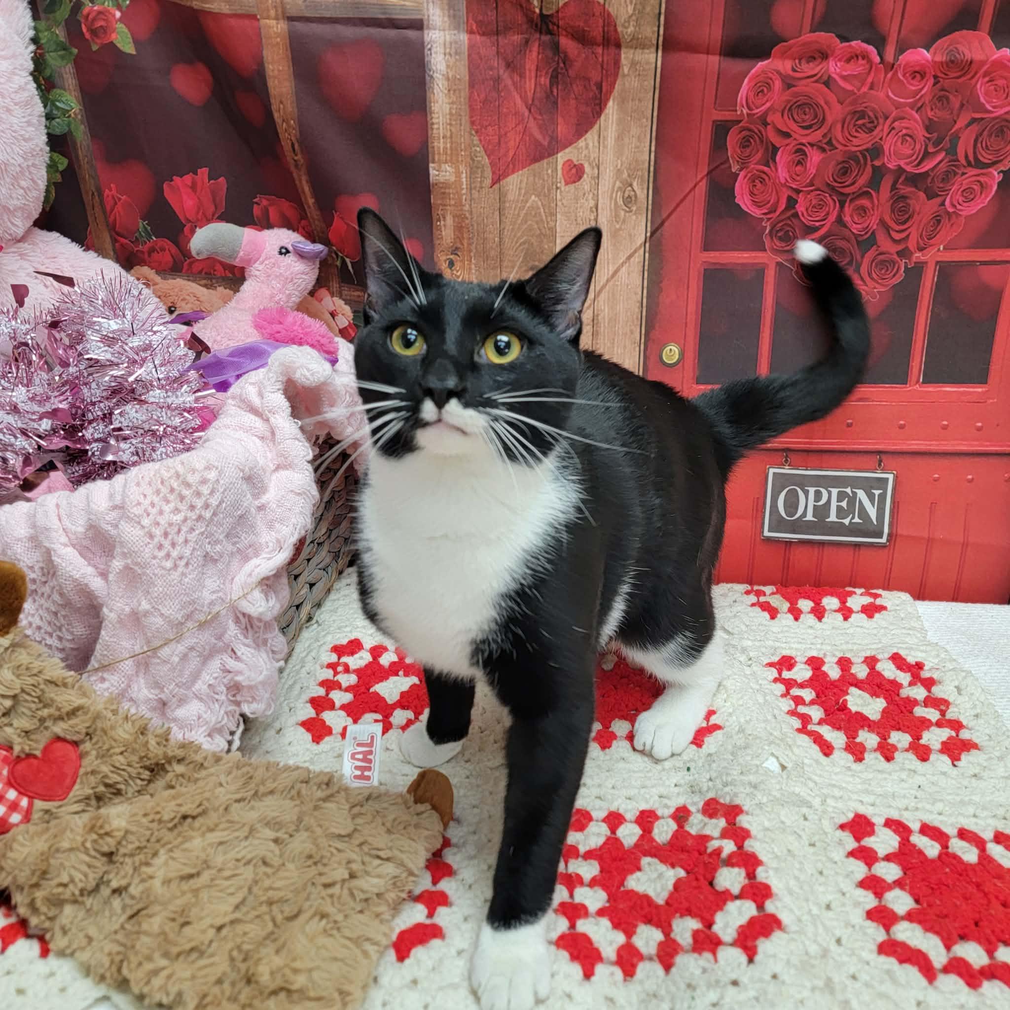 Marshmallow, a ADOPTABLE Domestic Short Hair in Statesboro, GA image 3/3