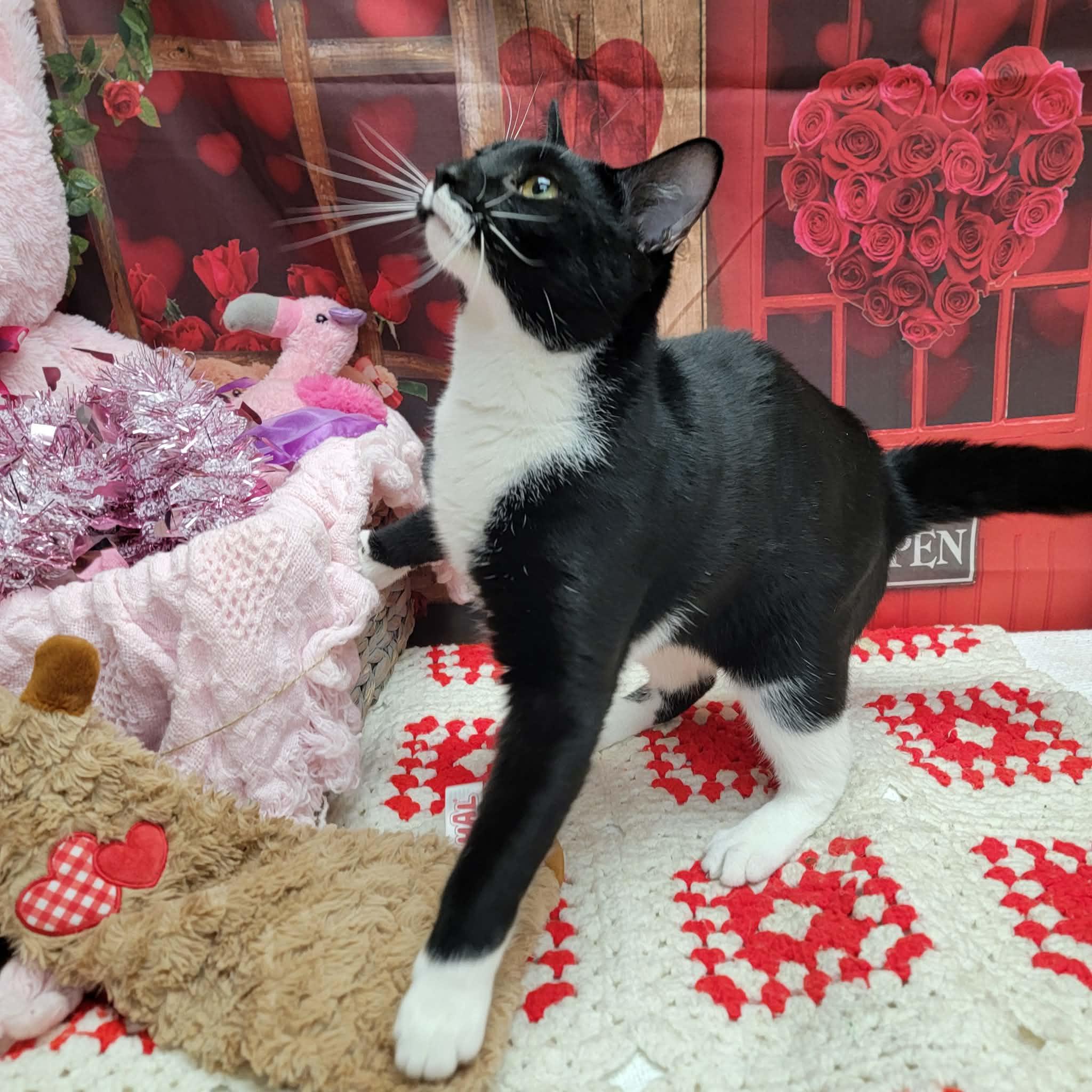 Marshmallow, ADOPTABLE, Adult Male Domestic Short Hair.