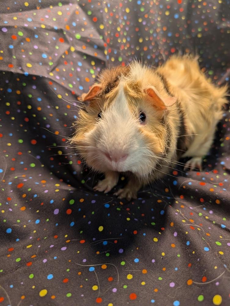Niles, Adoptable, Young Male Guinea Pig.