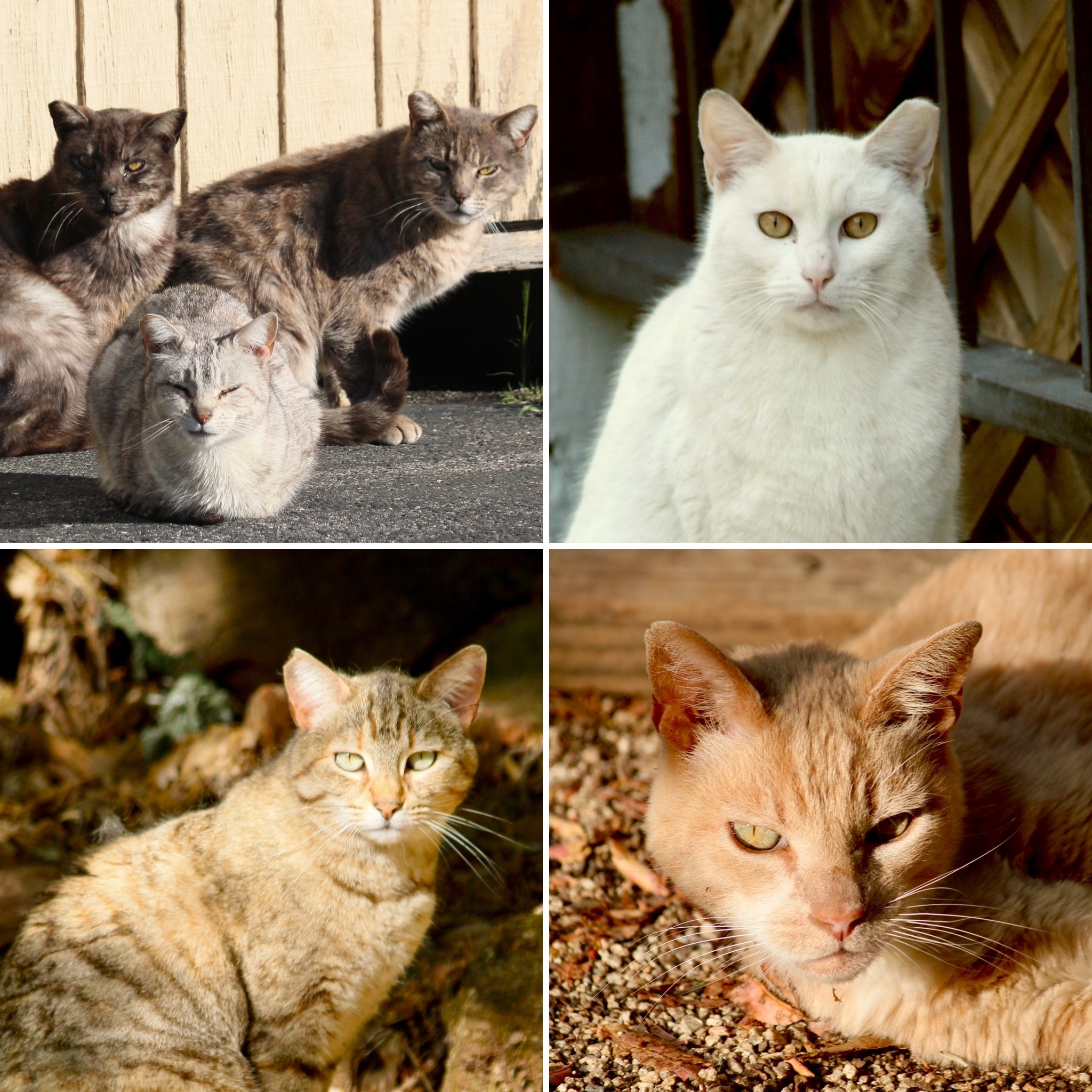 Enlarge Barn & Working Cats, a Adoptable Domestic Short Hair in Sonora, CA image 1/1
