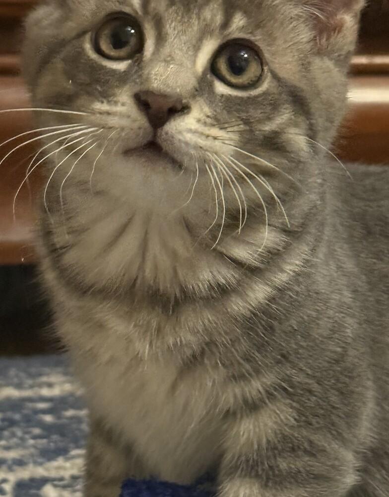 Enlarge Betty, a Adoptable mixed breed in Cleveland, OH image 2/5