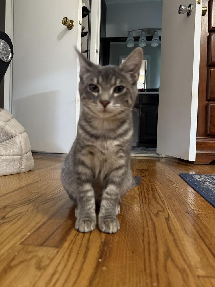 Enlarge Betty, a Adoptable mixed breed in Cleveland, OH image 5/5