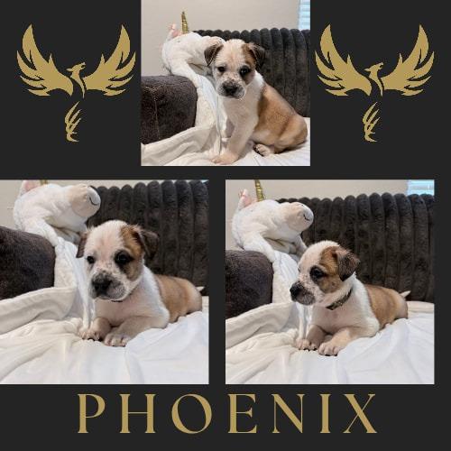 Phoenix, Adoptable, Puppy Male American Bulldog & Shepherd.