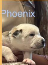 Enlarge Phoenix, a Adoptable mixed breed in Mesa, AZ image 1/4