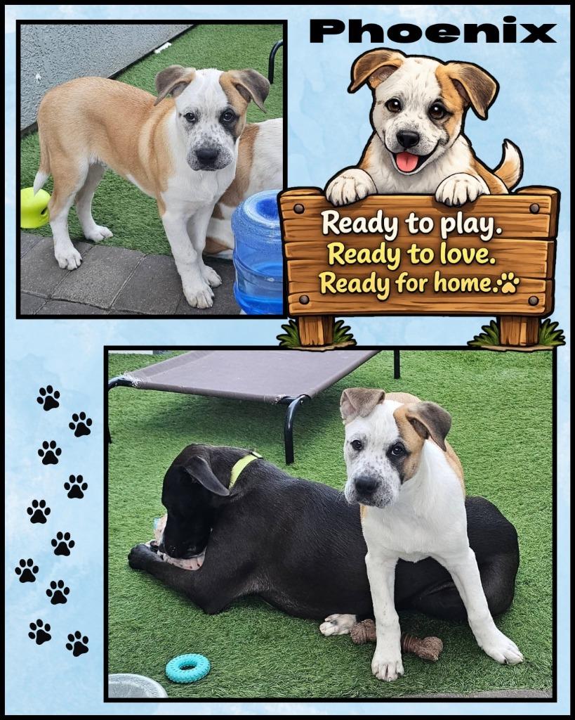 Enlarge Phoenix, a Adoptable mixed breed in Mesa, AZ image 2/4