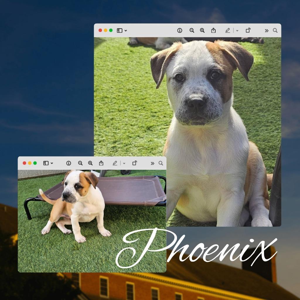 Enlarge Phoenix, a Adoptable mixed breed in Mesa, AZ image 3/4