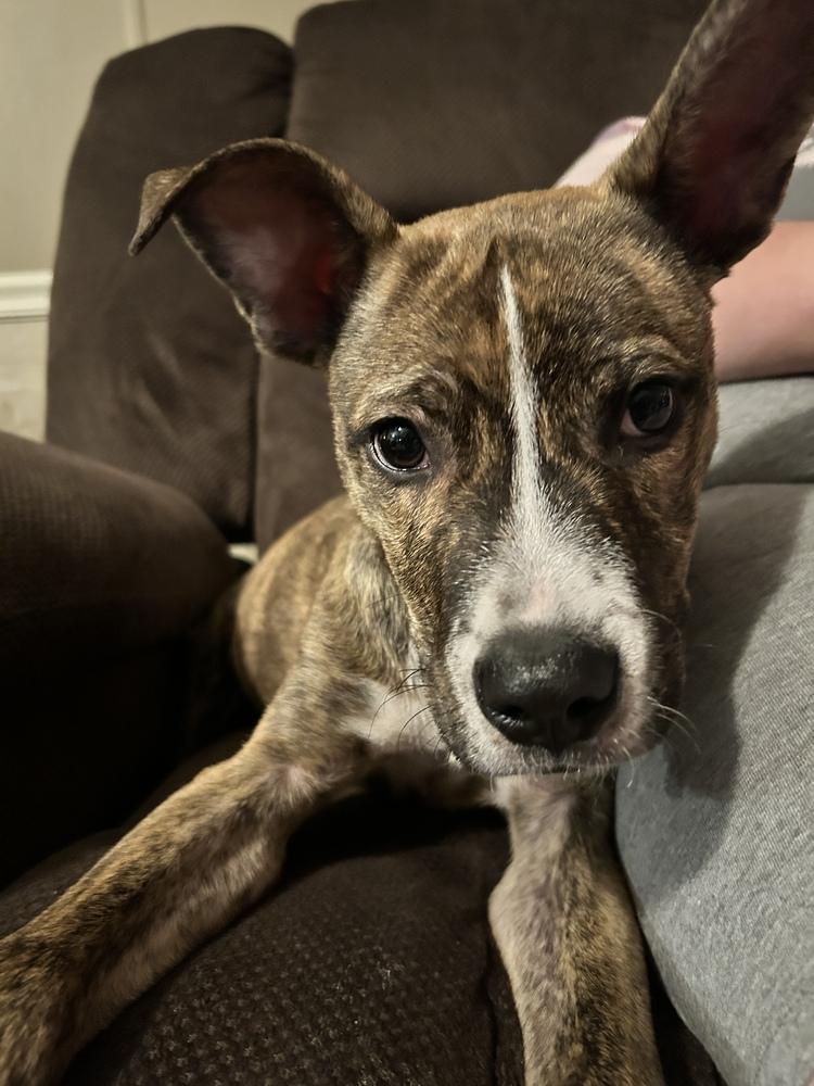 Enlarge Bo, a Adoptable mixed breed in Lincoln Park, MI image 1/6