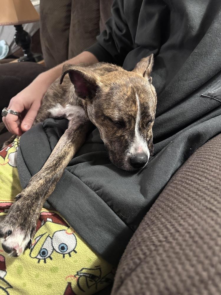 Enlarge Bo, a Adoptable mixed breed in Lincoln Park, MI image 2/6