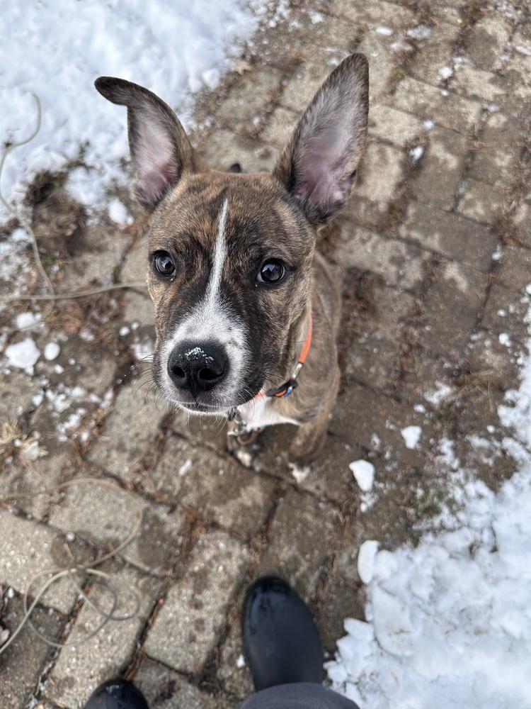 Enlarge Bo, a Adoptable mixed breed in Lincoln Park, MI image 3/6