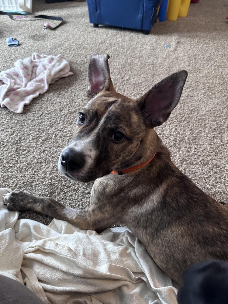 Enlarge Bo, a Adoptable mixed breed in Lincoln Park, MI image 4/6