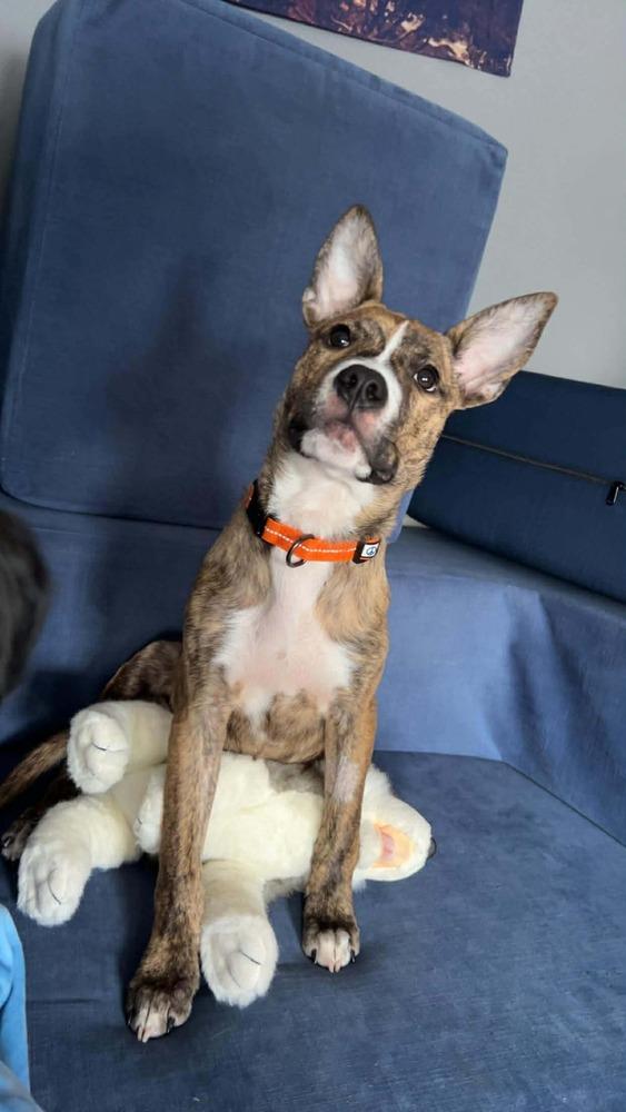 Enlarge Bo, a Adoptable mixed breed in Lincoln Park, MI image 5/6