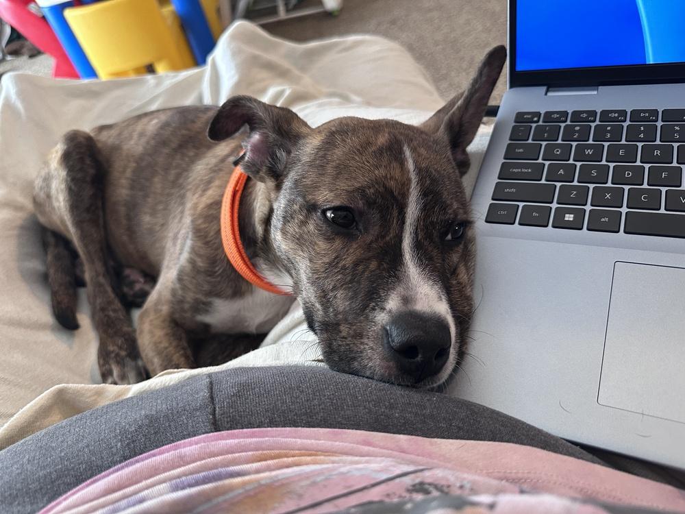 Enlarge Bo, a Adoptable mixed breed in Lincoln Park, MI image 6/6