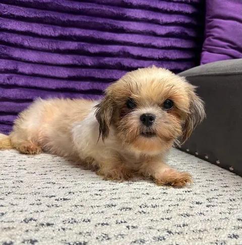 Enlarge Marbella, a Adoptable Shih Tzu in Hartland, WI image 2/6