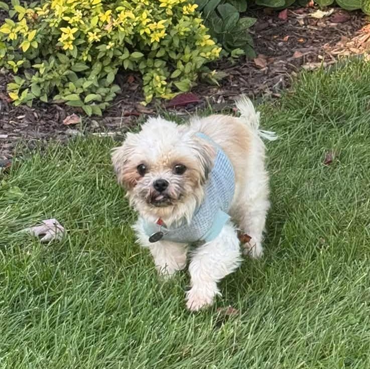Marbella - Home Visit in Process, Adopted, Adult Female Shih Tzu.