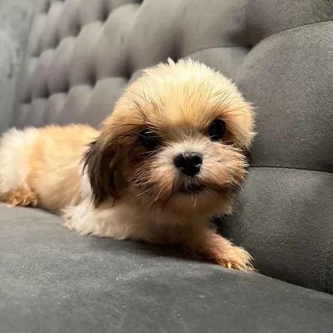 Enlarge Marbella, a Adoptable Shih Tzu in Hartland, WI image 4/6