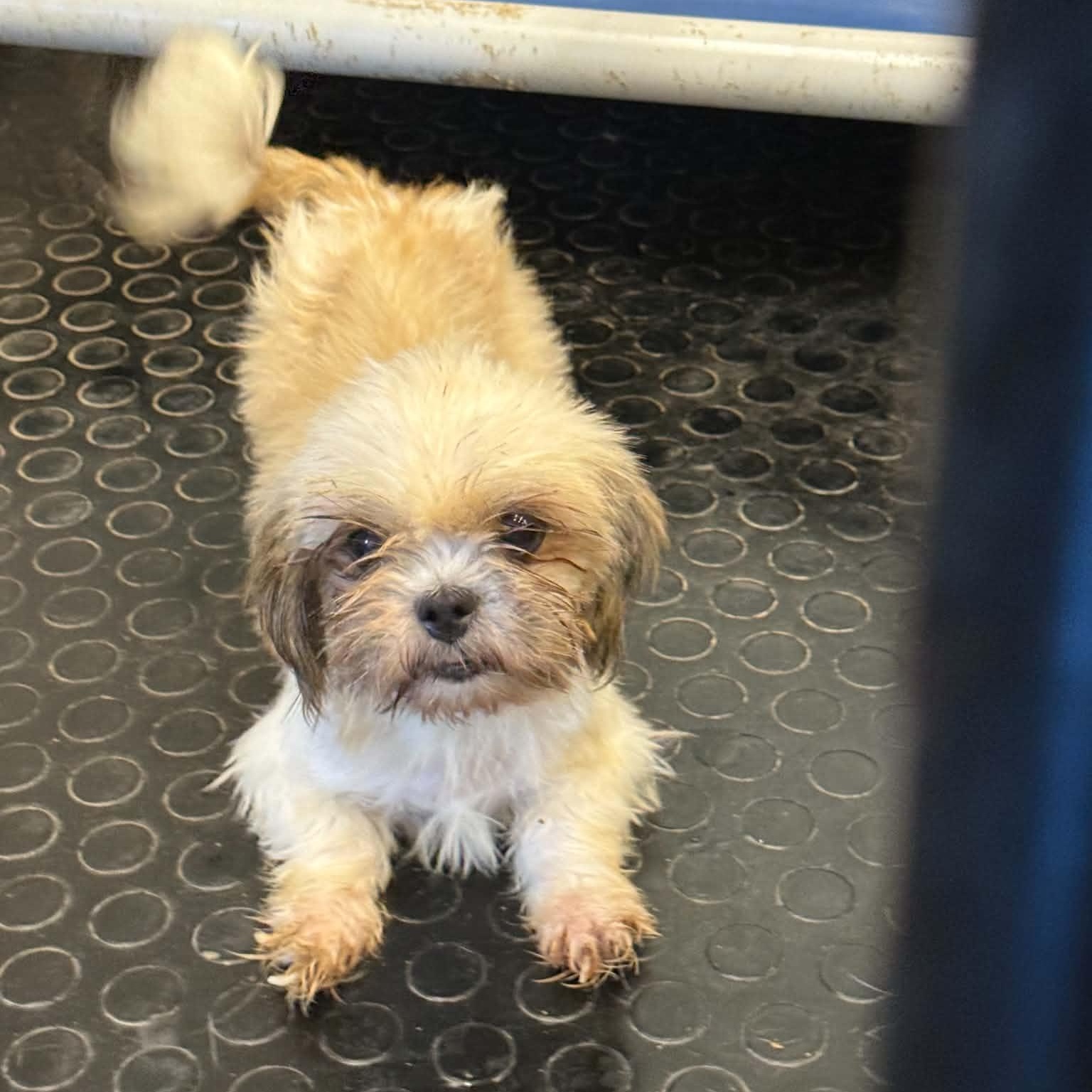Enlarge Marbella, a Adoptable Shih Tzu in Hartland, WI image 5/6