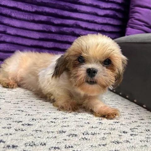 Enlarge Marbella, a Adoptable Shih Tzu in Hartland, WI image 3/6