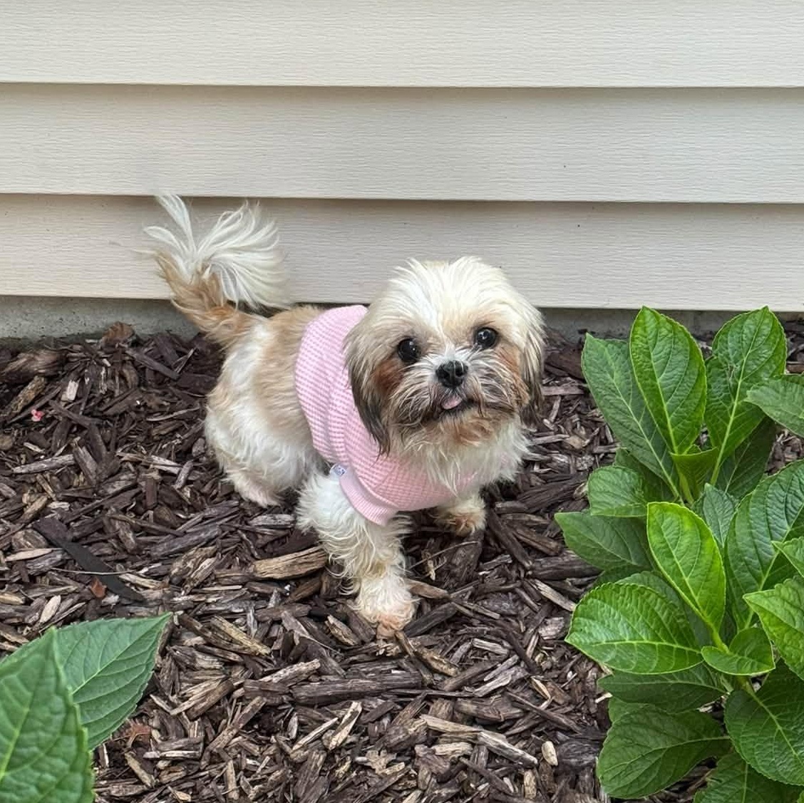 Marbella, Adoptable, Adult Female Shih Tzu.