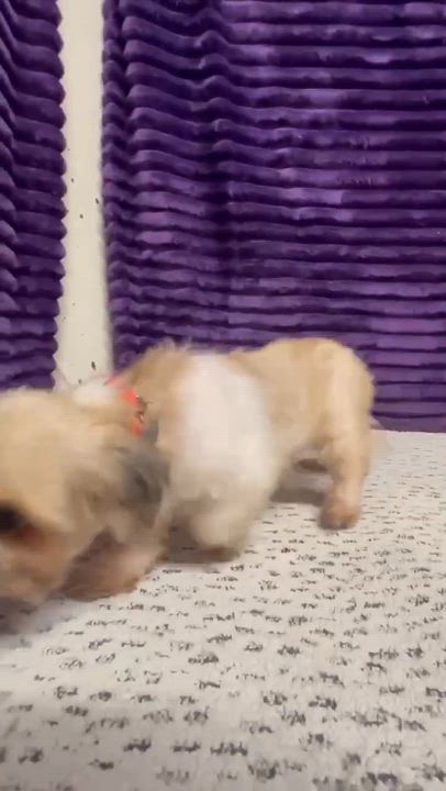 Enlarge Marbella, a Adoptable Shih Tzu in Hartland, WI video 6/6