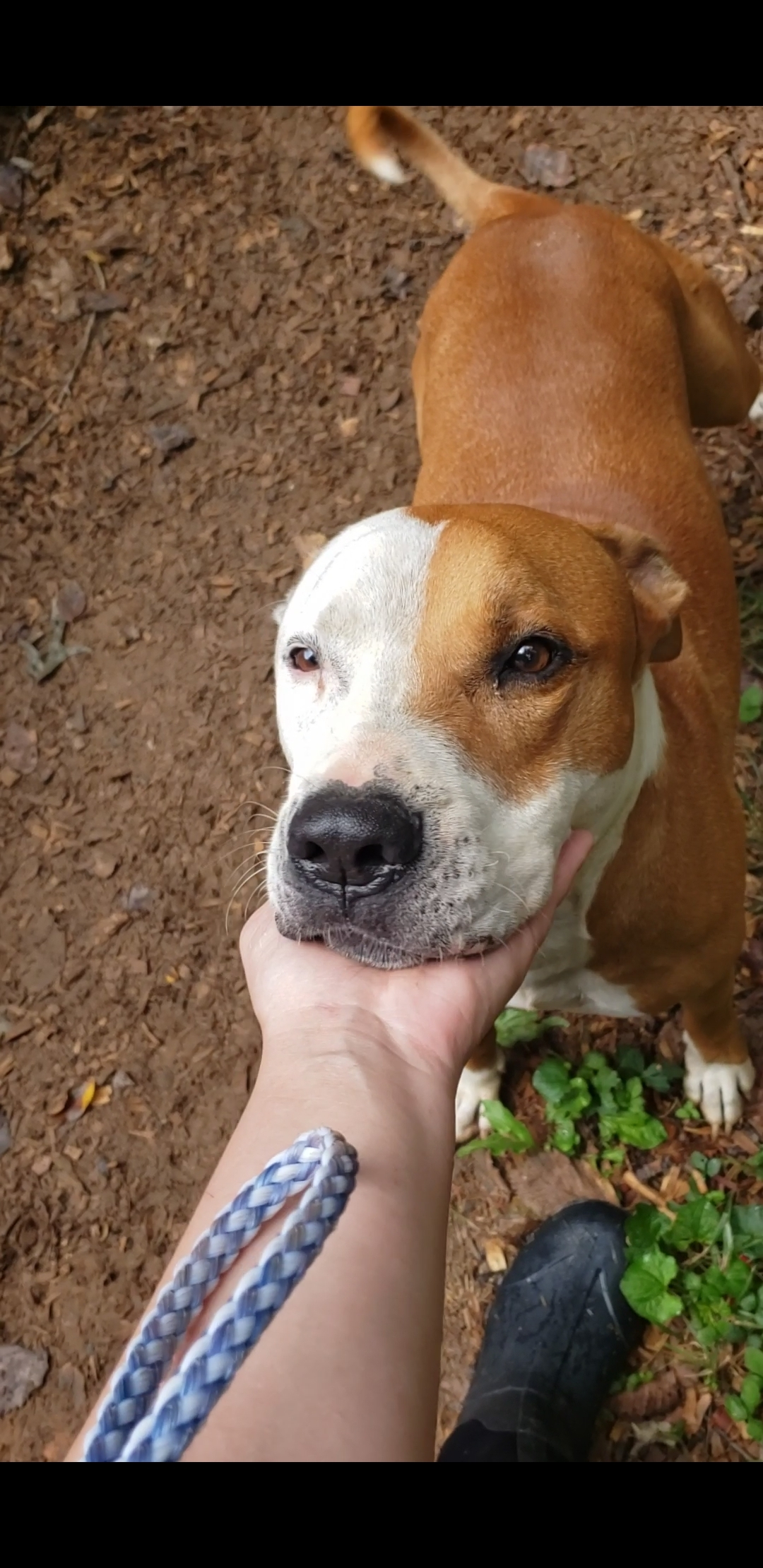 Tip, Adoptable, Senior Male Pit Bull Terrier.