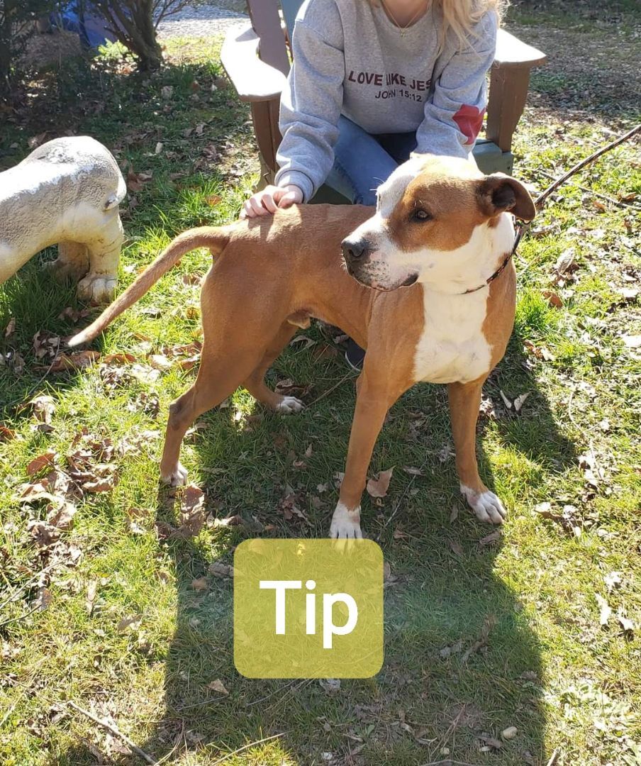 Tip, a Adoptable mixed breed in Jasper, GA image 2/4