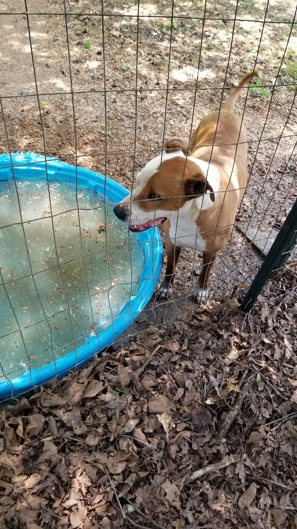 Tip, a Adoptable mixed breed in Jasper, GA image 3/4