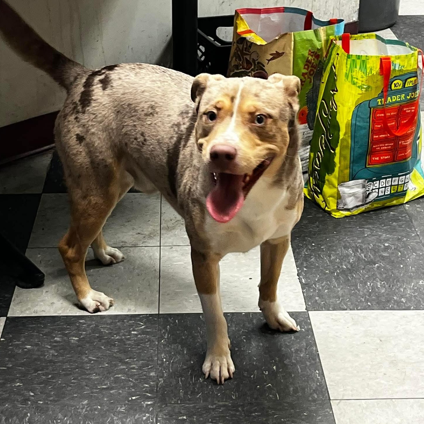 Enlarge KRISTOFF, an adopted mixed breed in Staten Island, NY image 2/2