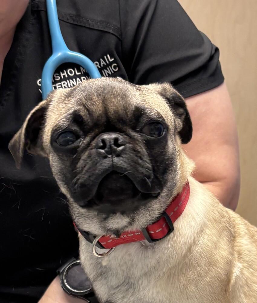 Enlarge Tiny Tim, a Adopted Pug in New Braunfels, TX image 1/3