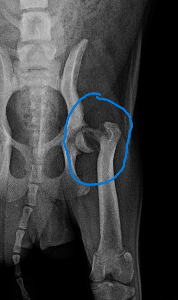 Enlarge Tiny Tim, a Adopted Pug in New Braunfels, TX image 2/3