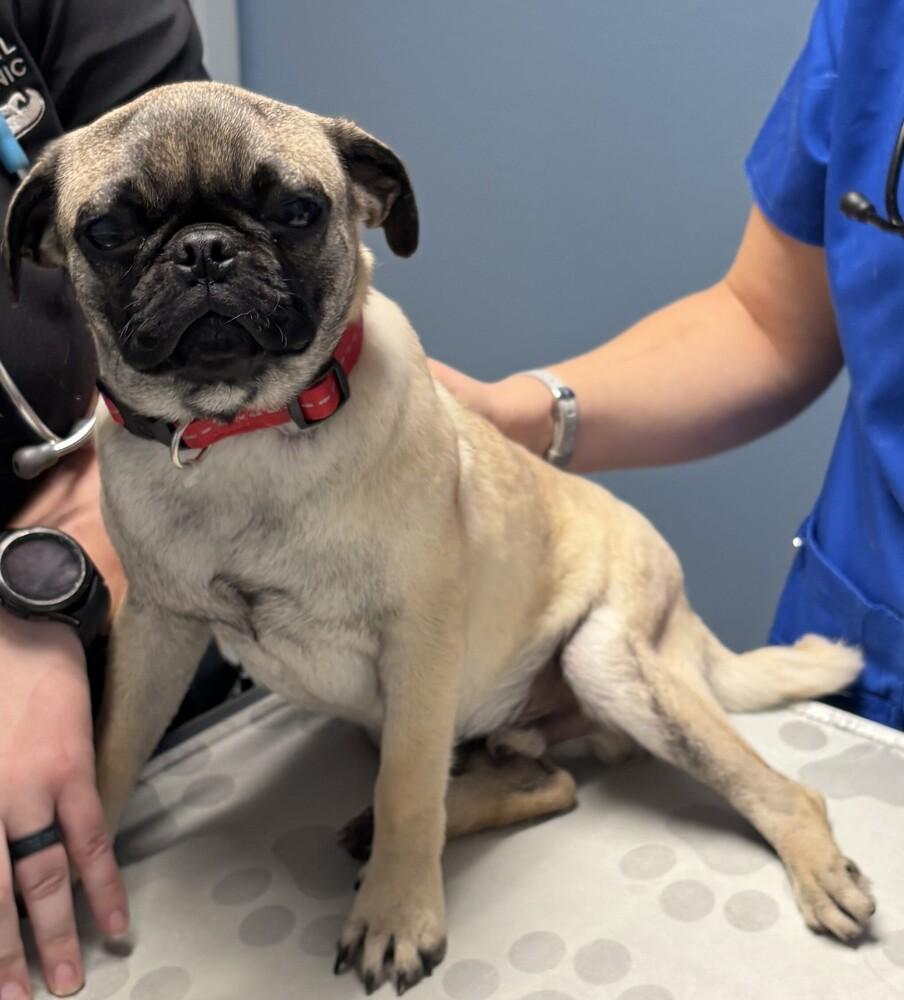 Enlarge Tiny Tim, a Adopted Pug in New Braunfels, TX image 3/3