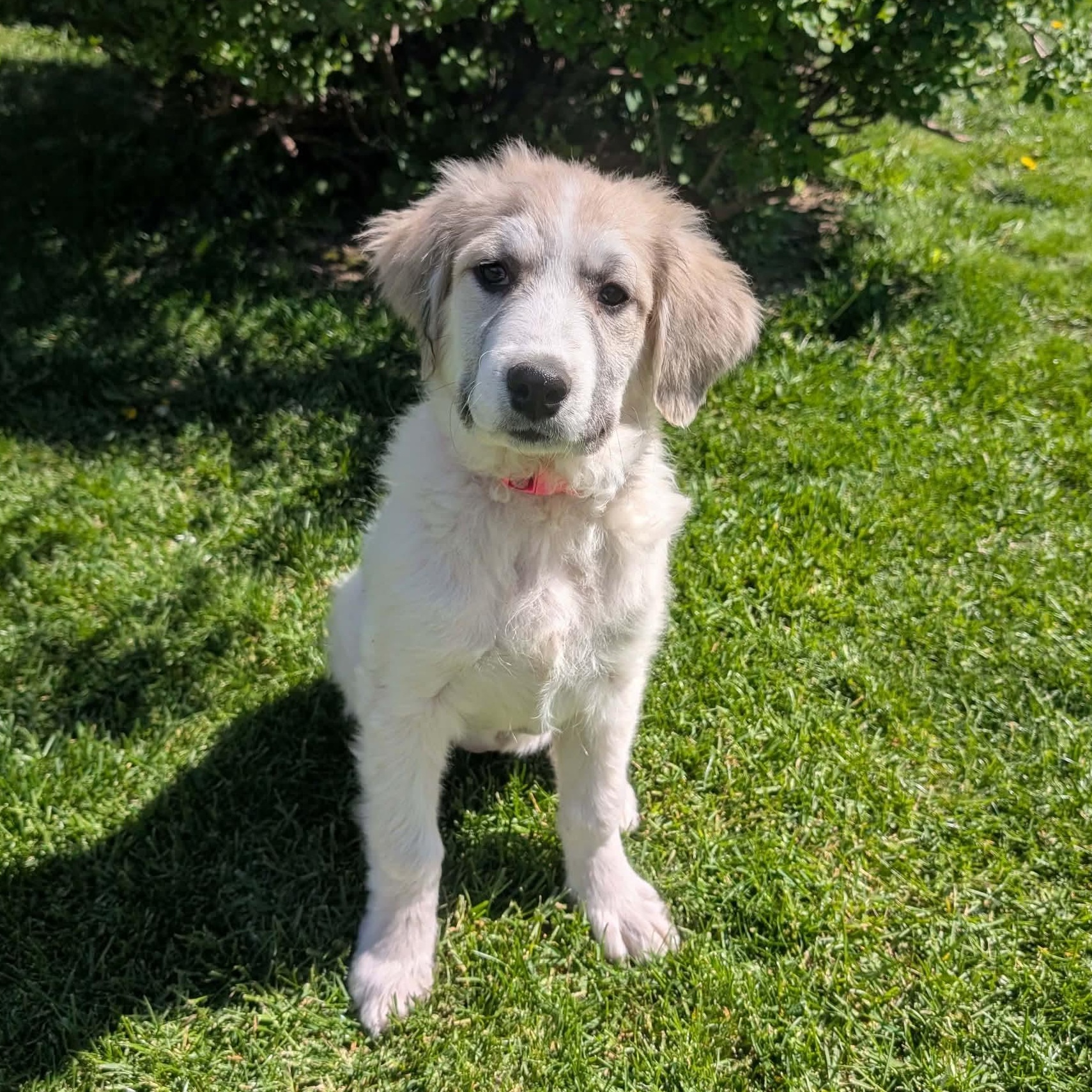 Stormy, Adoptable, Puppy Female Great Pyrenees.