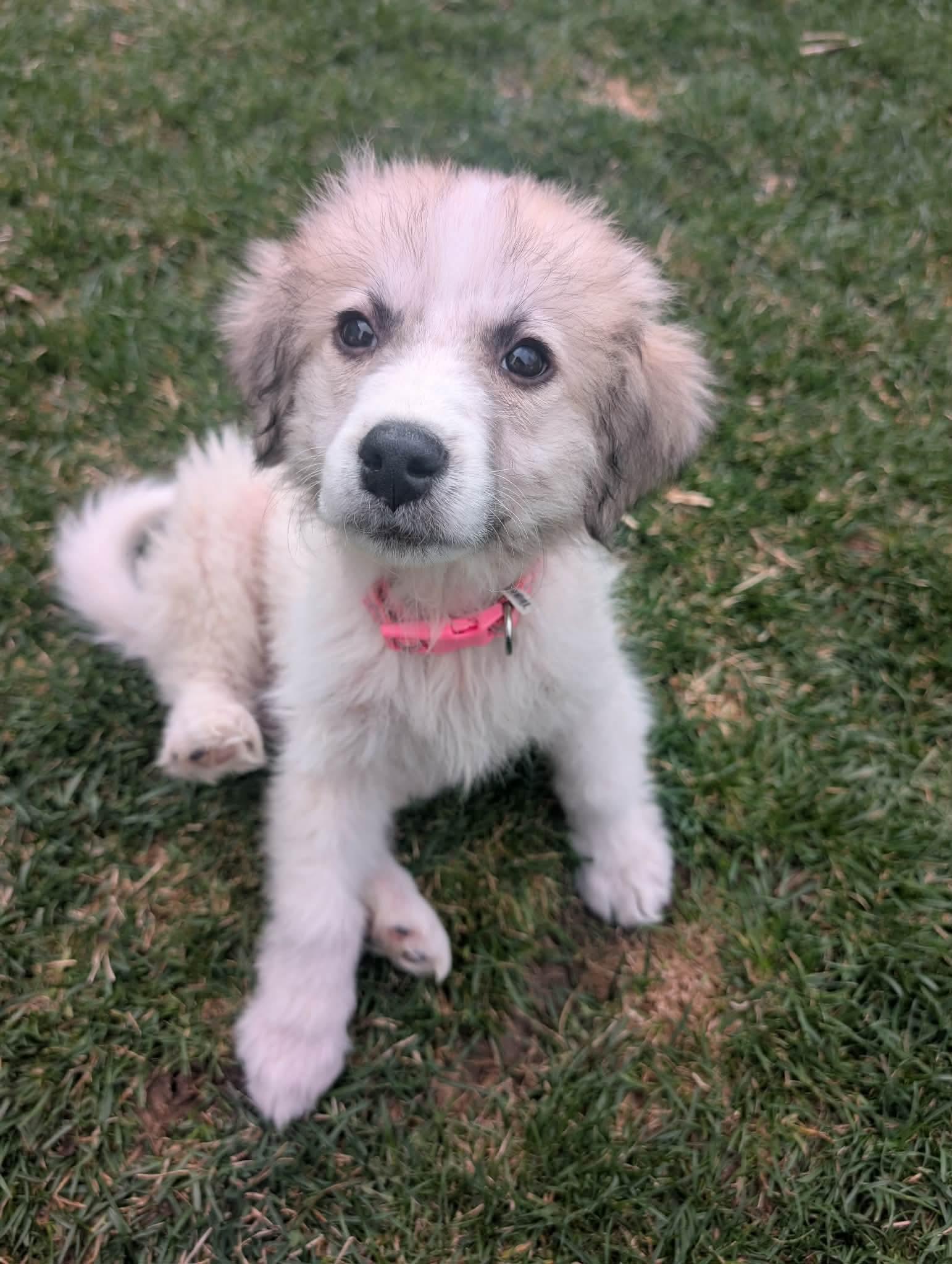 Enlarge Stormy, a Adoptable mixed breed in Hindsboro, IL image 1/2