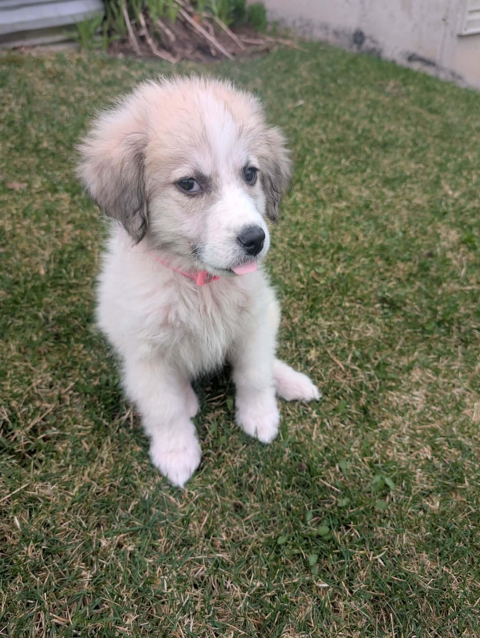Enlarge Stormy, a Adoptable mixed breed in Hindsboro, IL image 2/2