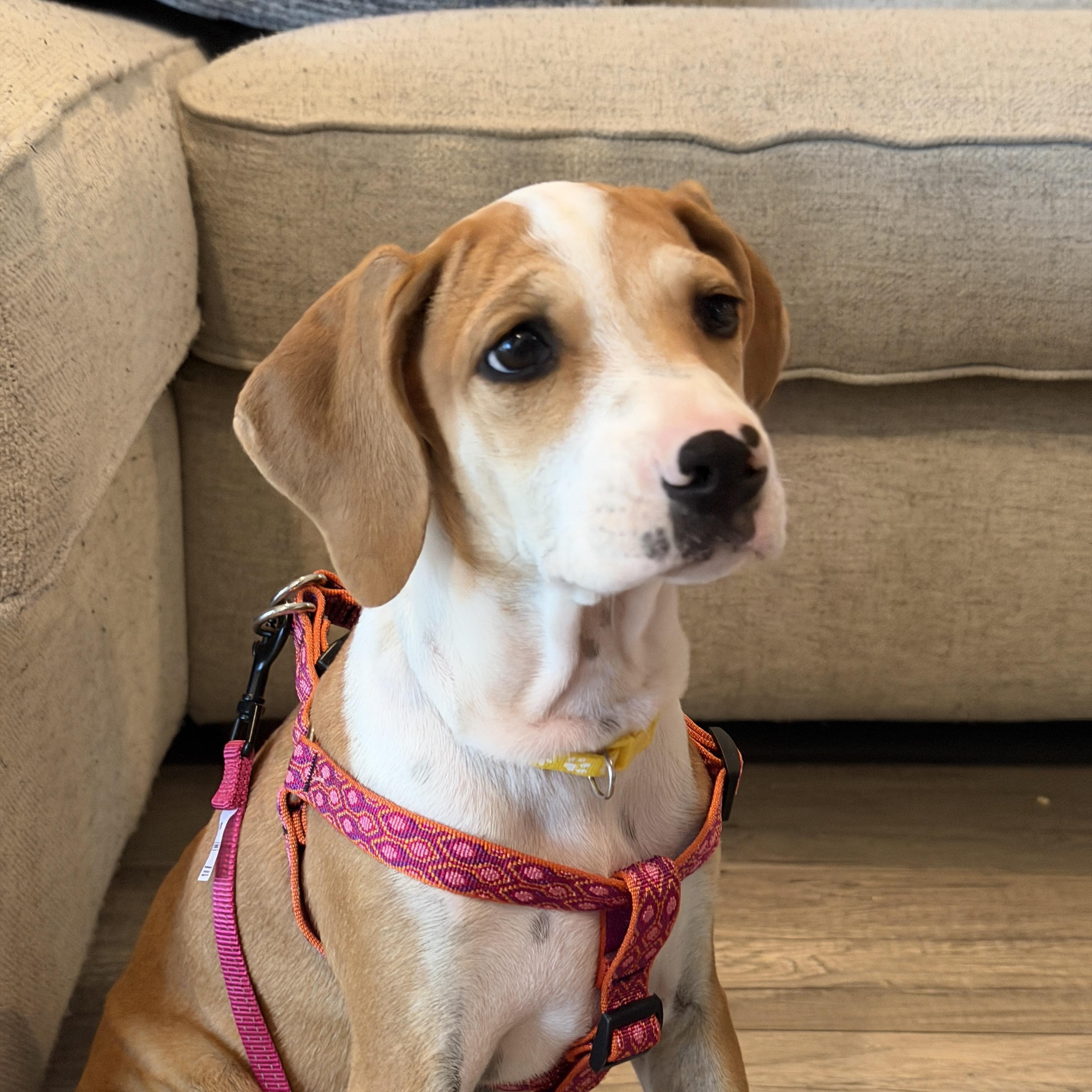 Cherie, a ADOPTABLE mixed breed in Glen Rock, NJ image 5/6