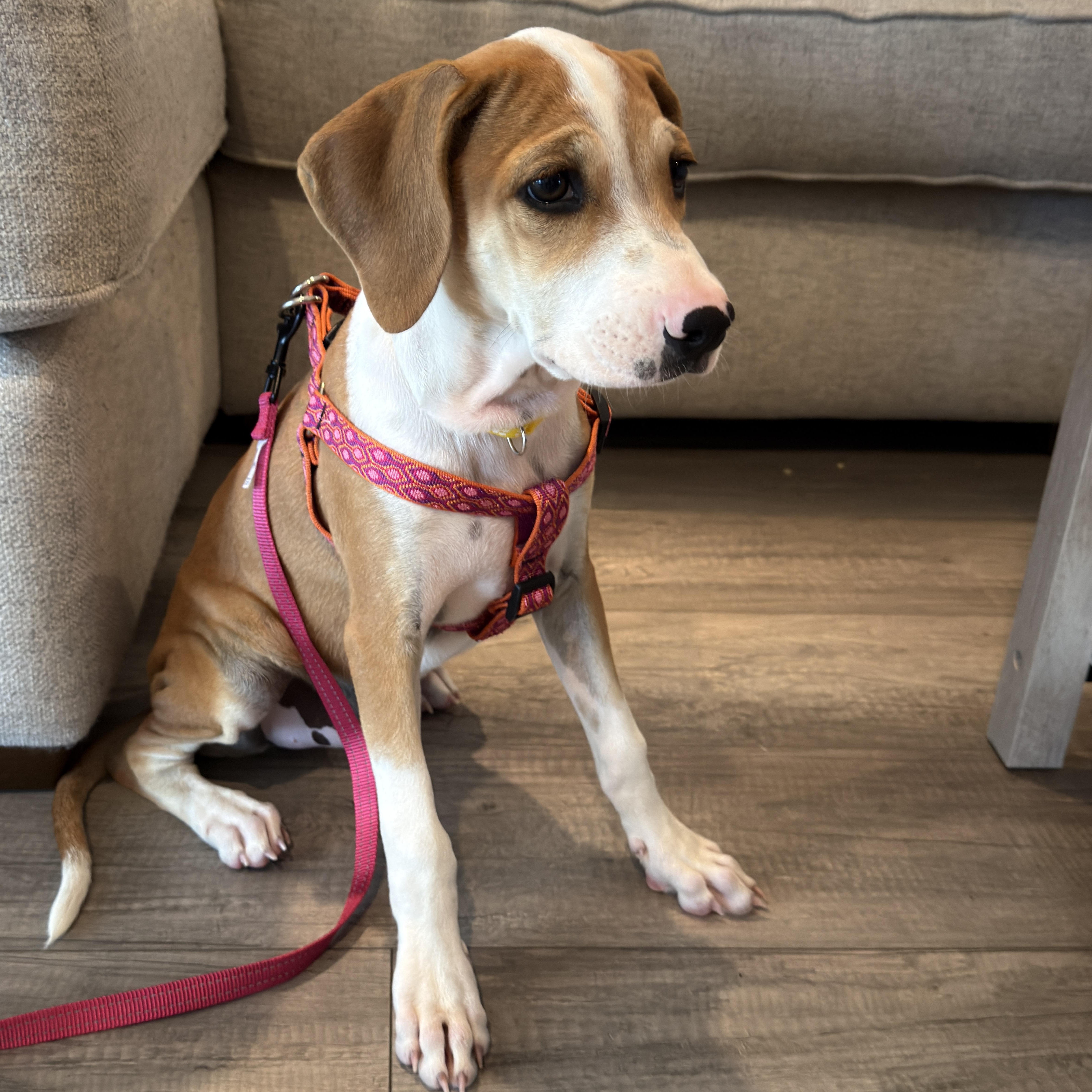 Cherie, a ADOPTABLE mixed breed in Glen Rock, NJ image 2/6