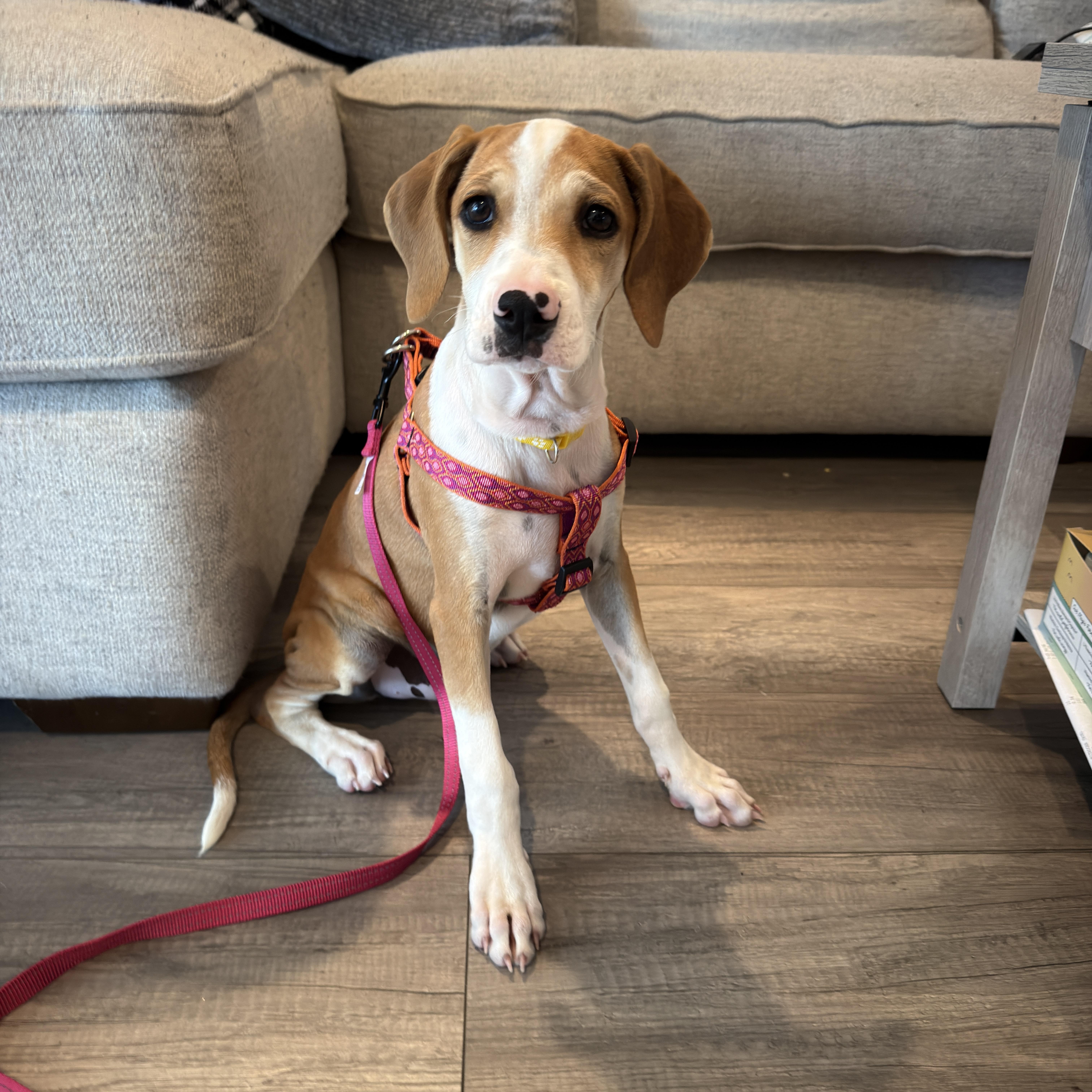 Cherie, a ADOPTABLE mixed breed in Glen Rock, NJ image 4/6