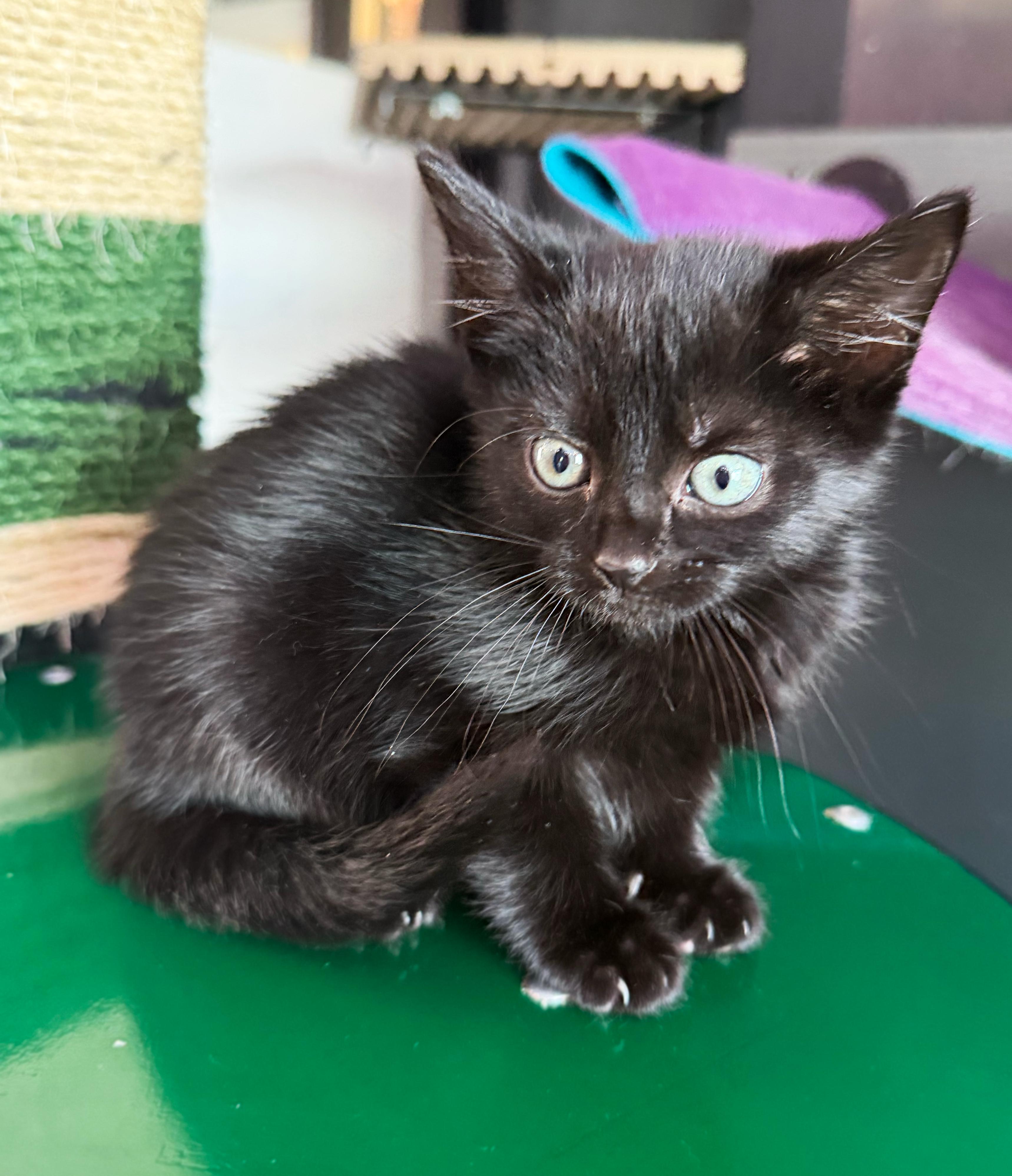 Firestorm, ADOPTABLE, Kitten Female Domestic Short Hair.
