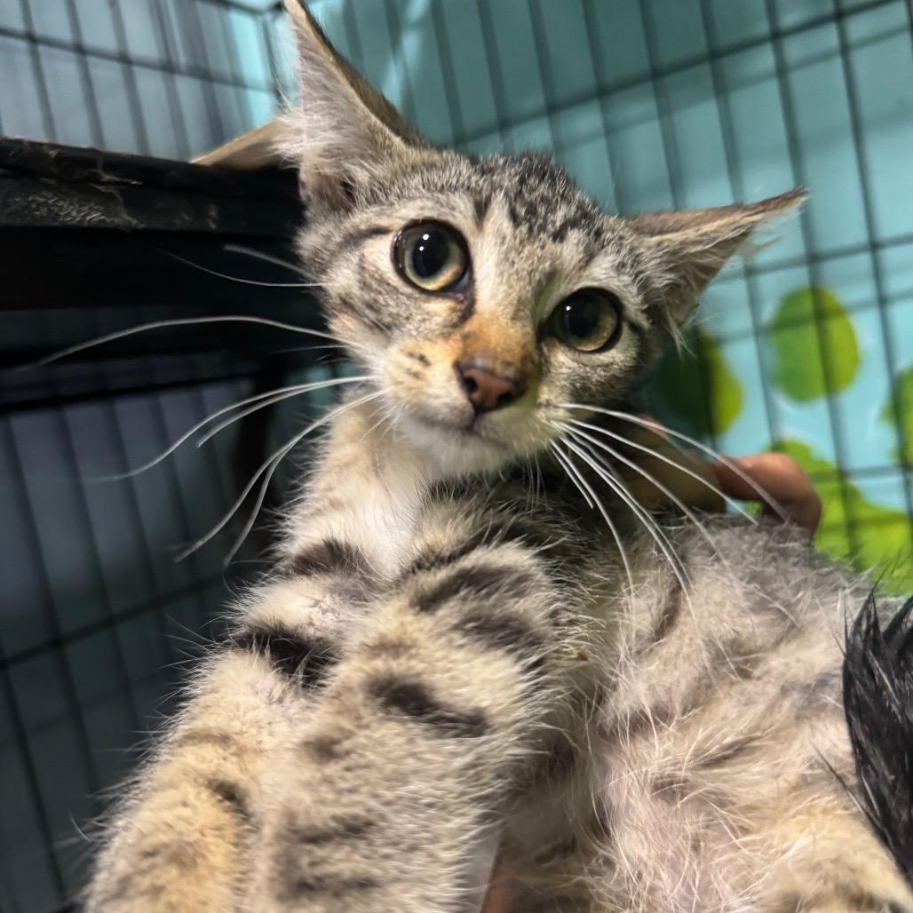 Enlarge Strip/Stripper, a Adoptable Domestic Short Hair in West Plains, MO image 1/3